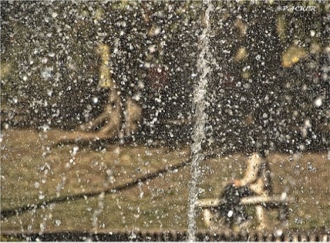 Fotografía de Patricia Ackerman 